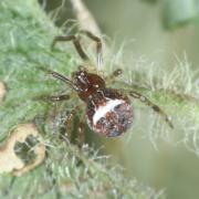 Simitidion simile (C.L. Koch, 1836) (femelle)