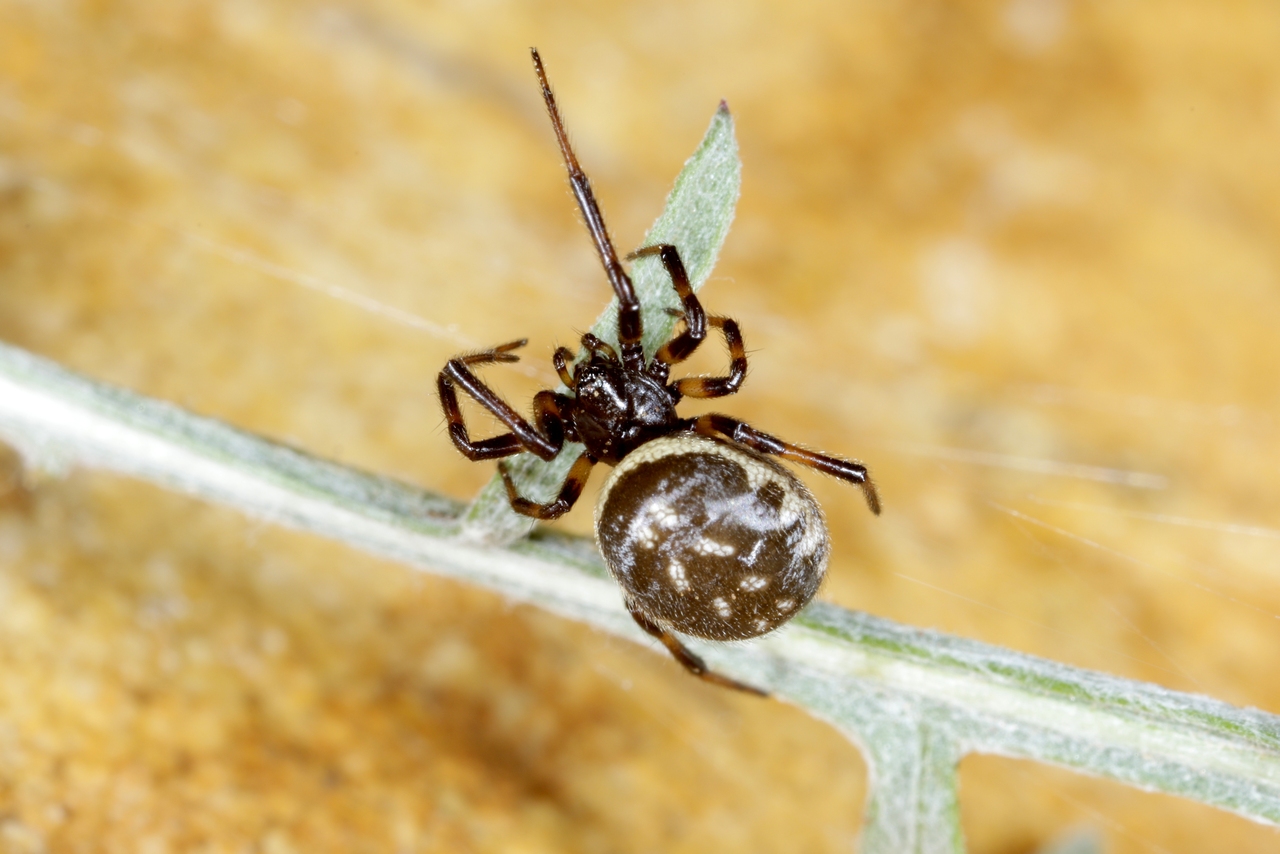 Steatoda albomaculata (De Geer, 1778) - Stéatode à macules blanches (femelle)