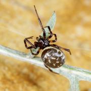 Steatoda albomaculata (De Geer, 1778) - Stéatode à macules blanches (femelle)