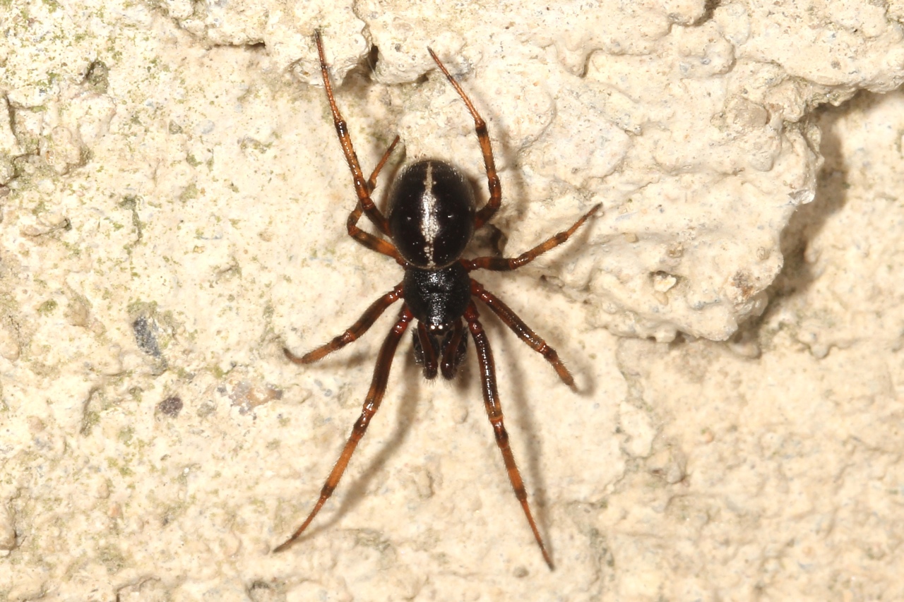 Steatoda bipunctata (Linnaeus, 1758) - Stéatode ponctuée (mâle)