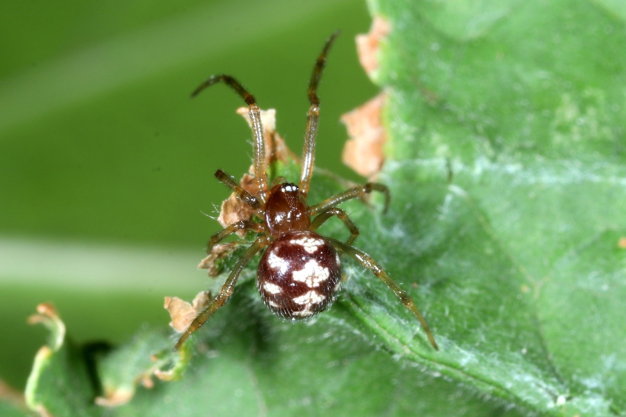 Steatoda triangulosa (Walckenaer, 1802) - Malmignatte des maisons (femelle)