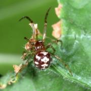 Steatoda triangulosa (Walckenaer, 1802) - Malmignatte des maisons (femelle)