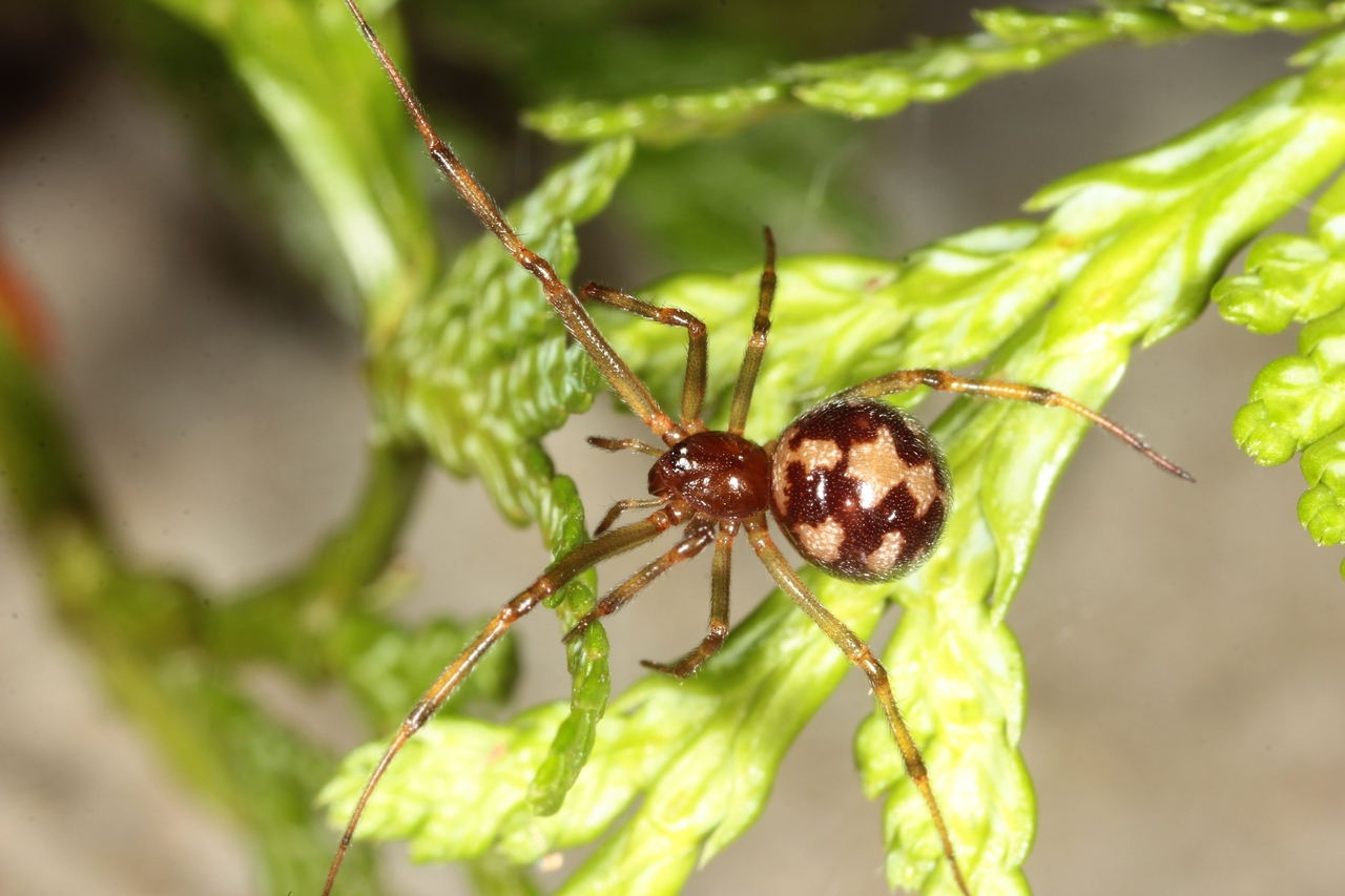 Steatoda triangulosa (Walckenaer, 1802) - Malmignatte des maisons (femelle)