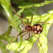 Steatoda triangulosa (Walckenaer, 1802) - Malmignatte des maisons (femelle)