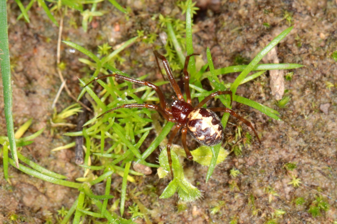 Steatoda triangulosa (Walckenaer, 1802) - Malmignatte des maisons (femelle)