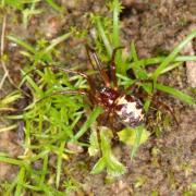 Steatoda triangulosa (Walckenaer, 1802) - Malmignatte des maisons (femelle)