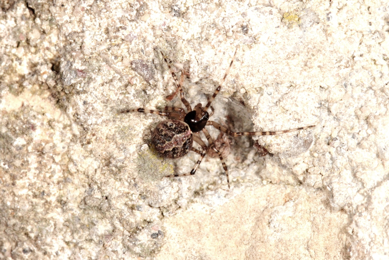 Theridion sp cf melanurum - Théridion noir