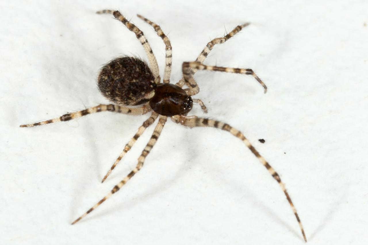 Theridion sp cf mystaceum (femelle)