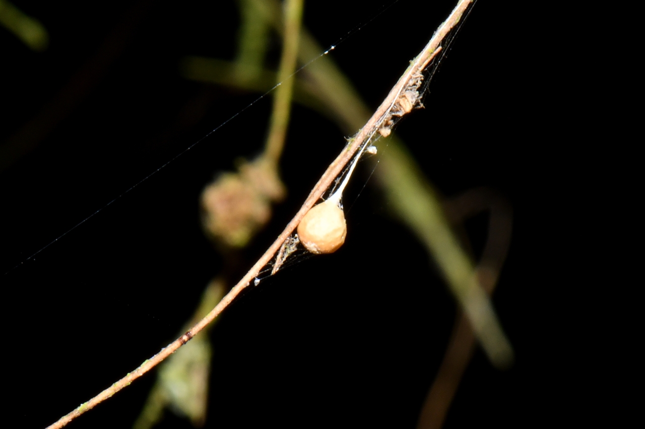 Theridiosoma gemmosum (L. Koch, 1877) - Théridiosome précieuse (cocon)