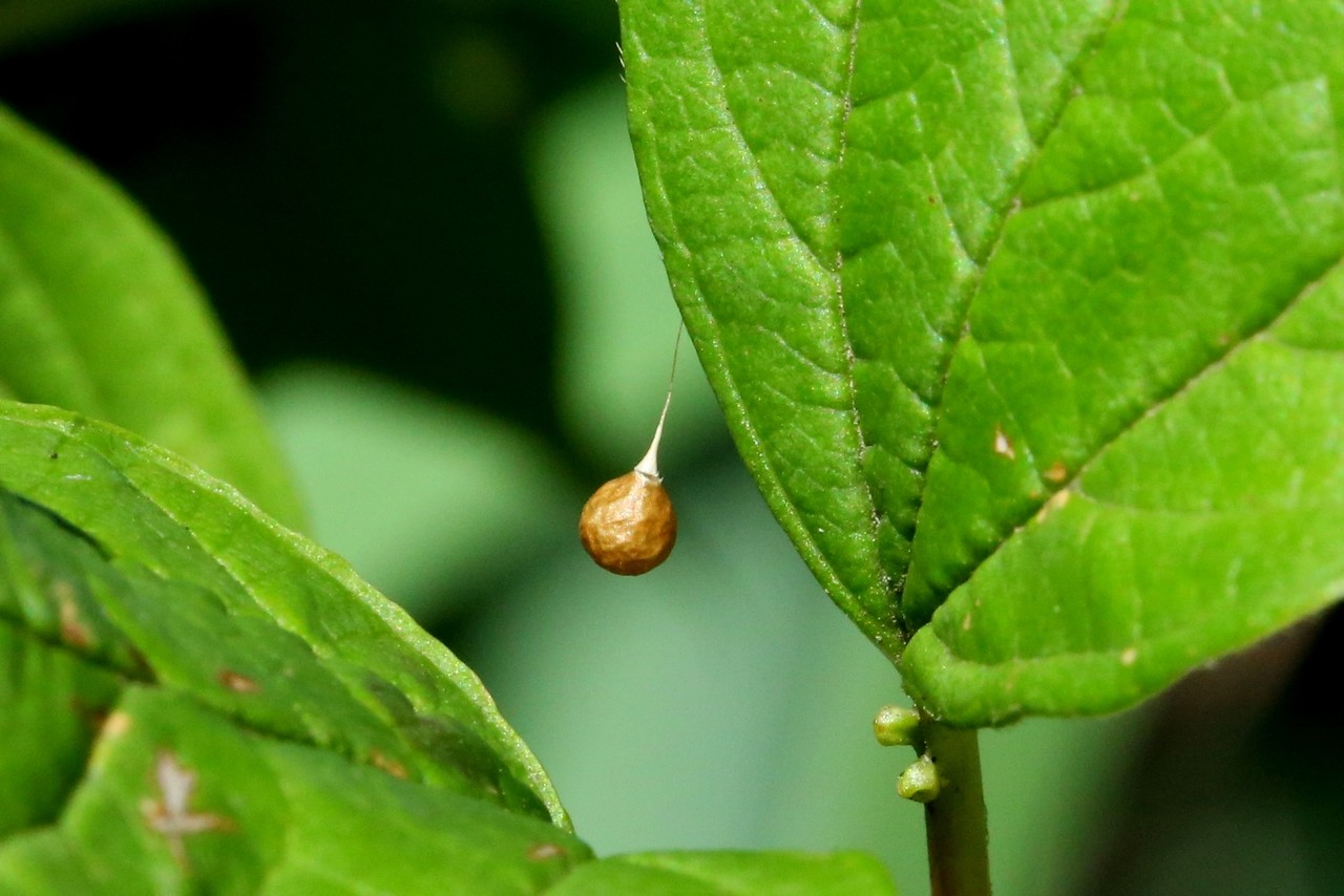 Theridiosoma gemmosum (L. Koch, 1877) - Théridiosome précieuse (cocon)