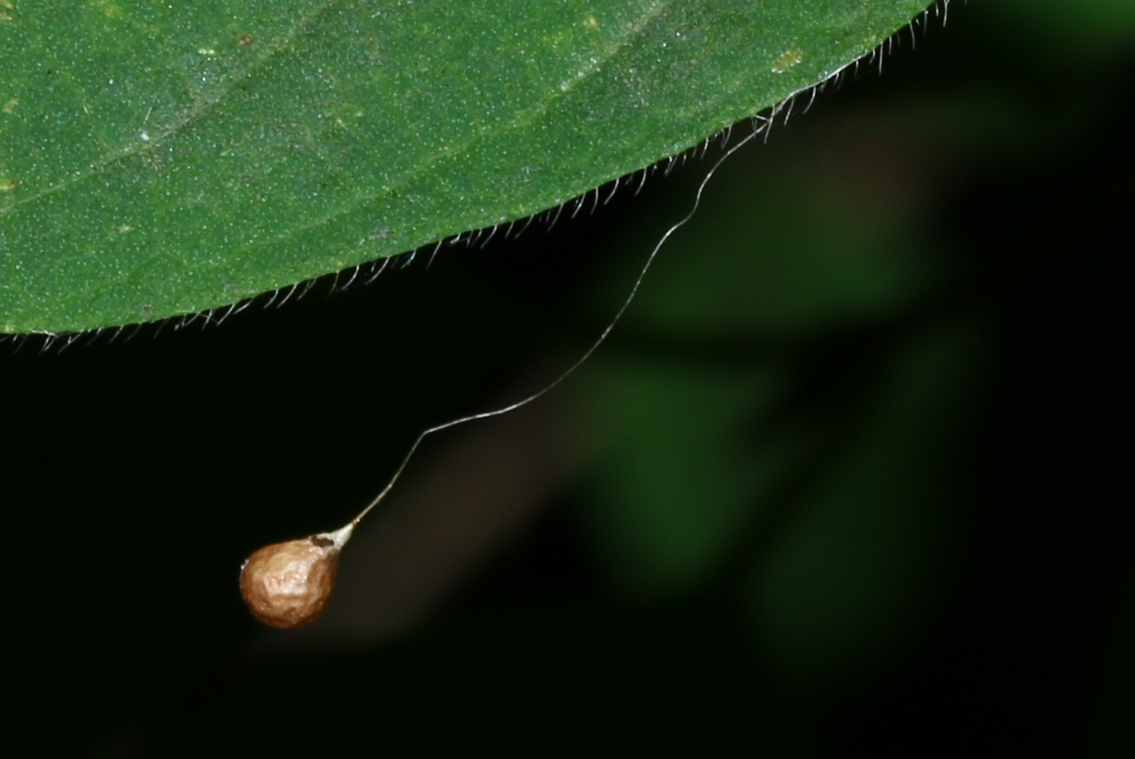 Theridiosoma gemmosum (L. Koch, 1877) - Théridiosome précieuse (cocon)