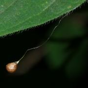 Theridiosoma gemmosum (L. Koch, 1877) - Théridiosome précieuse (cocon)