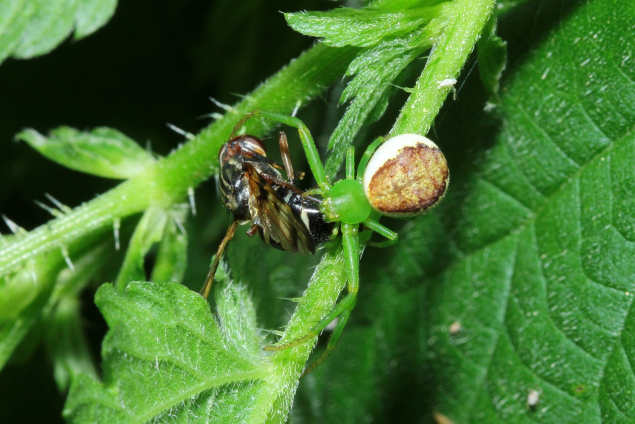 Diaea dorsata (Fabricius, 1777) - Thomise tricolore (femelle)