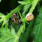 Diaea dorsata (Fabricius, 1777) - Thomise tricolore (femelle)