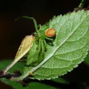 Diaea dorsata (Fabricius, 1777) - Thomise tricolore (femelle)