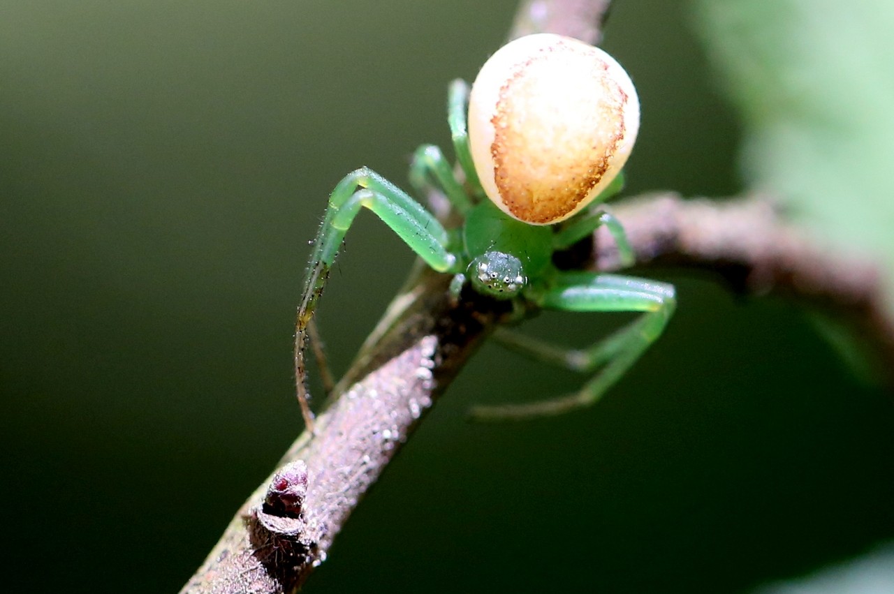 Diaea dorsata (Fabricius, 1777) - Thomise tricolore (femelle)