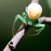 Diaea dorsata (Fabricius, 1777) - Thomise tricolore (femelle)