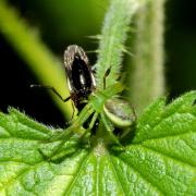 Diaea dorsata (Fabricius, 1777) - Thomise tricolore (femelle)