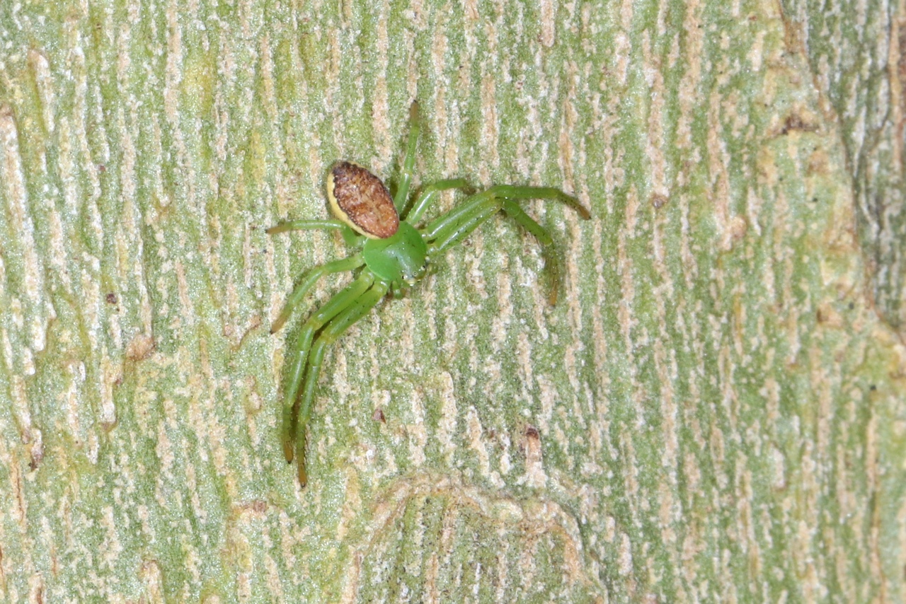 Diaea dorsata (Fabricius, 1777) - Thomise tricolore (femelle) 