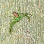 Diaea dorsata (Fabricius, 1777) - Thomise tricolore (femelle) 