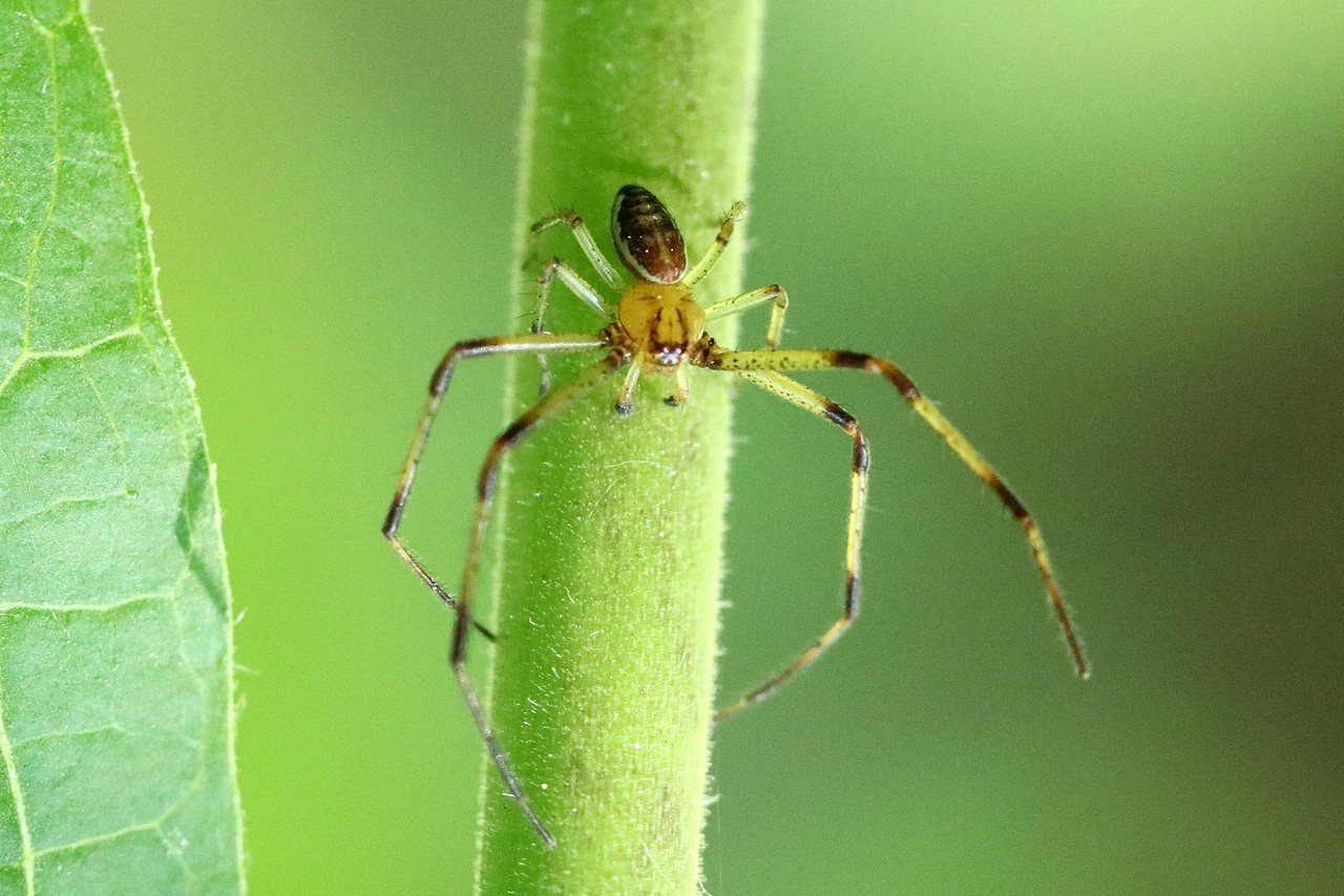 Diaea dorsata (Fabricius, 1777) - Thomise tricolore (mâle)