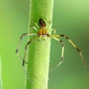 Diaea dorsata (Fabricius, 1777) - Thomise tricolore (mâle)