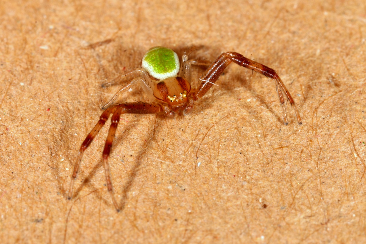 Ebrechtella tricuspidata (Fabricius, 1775) - Thomise à 3 taches (mâle)