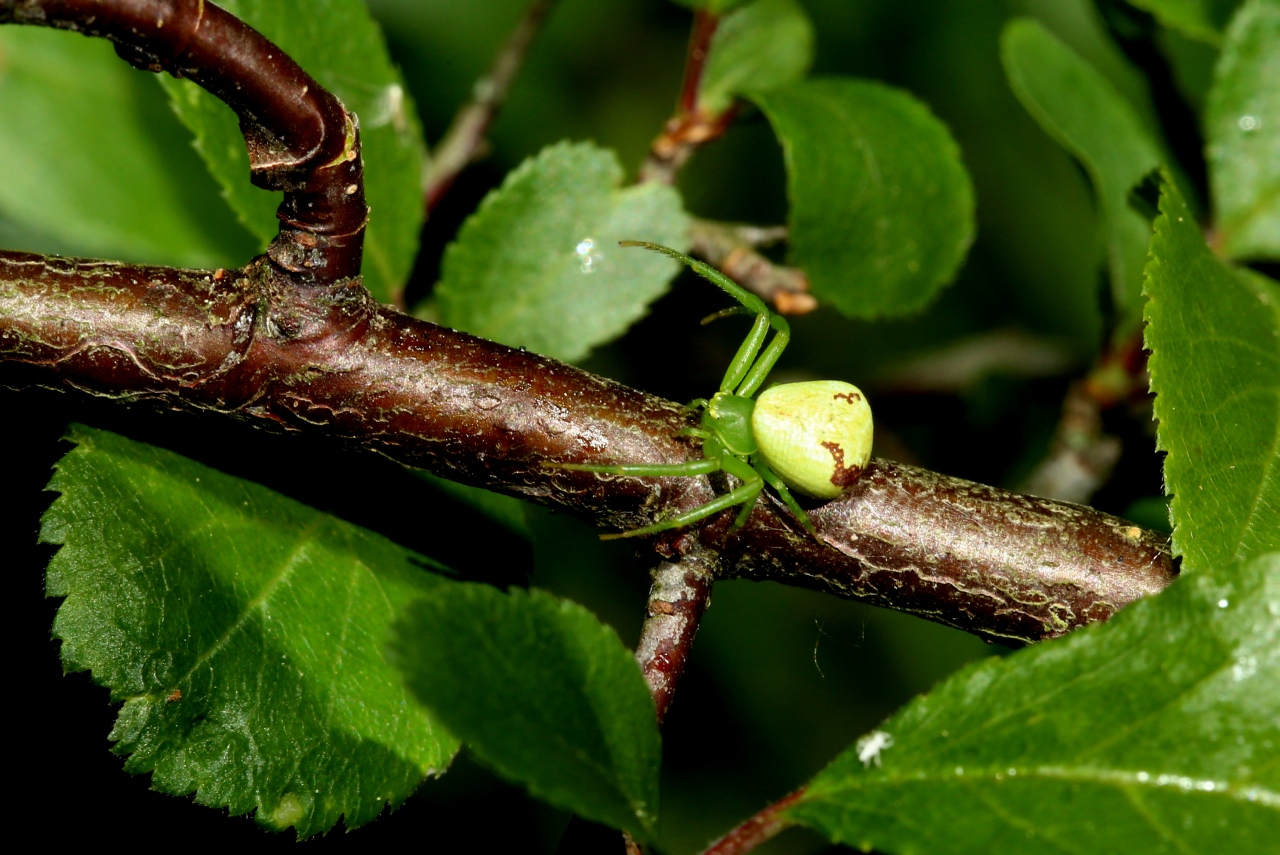 Ebrechtella tricuspidata (Fabricius, 1775) - Thomise à 3 taches (femelle)