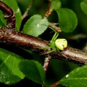 Ebrechtella tricuspidata (Fabricius, 1775) - Thomise à 3 taches (femelle)