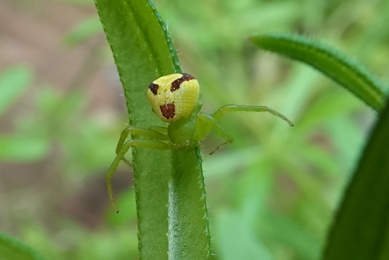 Ebrechtella tricuspidata (Fabricius, 1775) - Thomise à 3 taches (femelle)