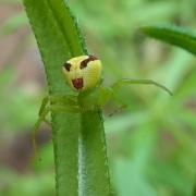 Ebrechtella tricuspidata (Fabricius, 1775) - Thomise à 3 taches (femelle)