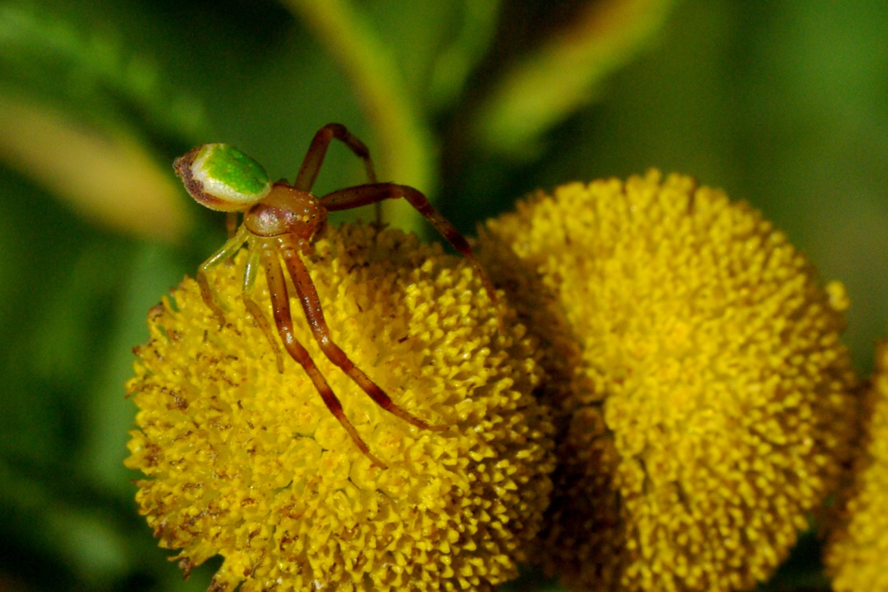 Ebrechtella tricuspidata (Fabricius, 1775) - Thomise à 3 taches (mâle)