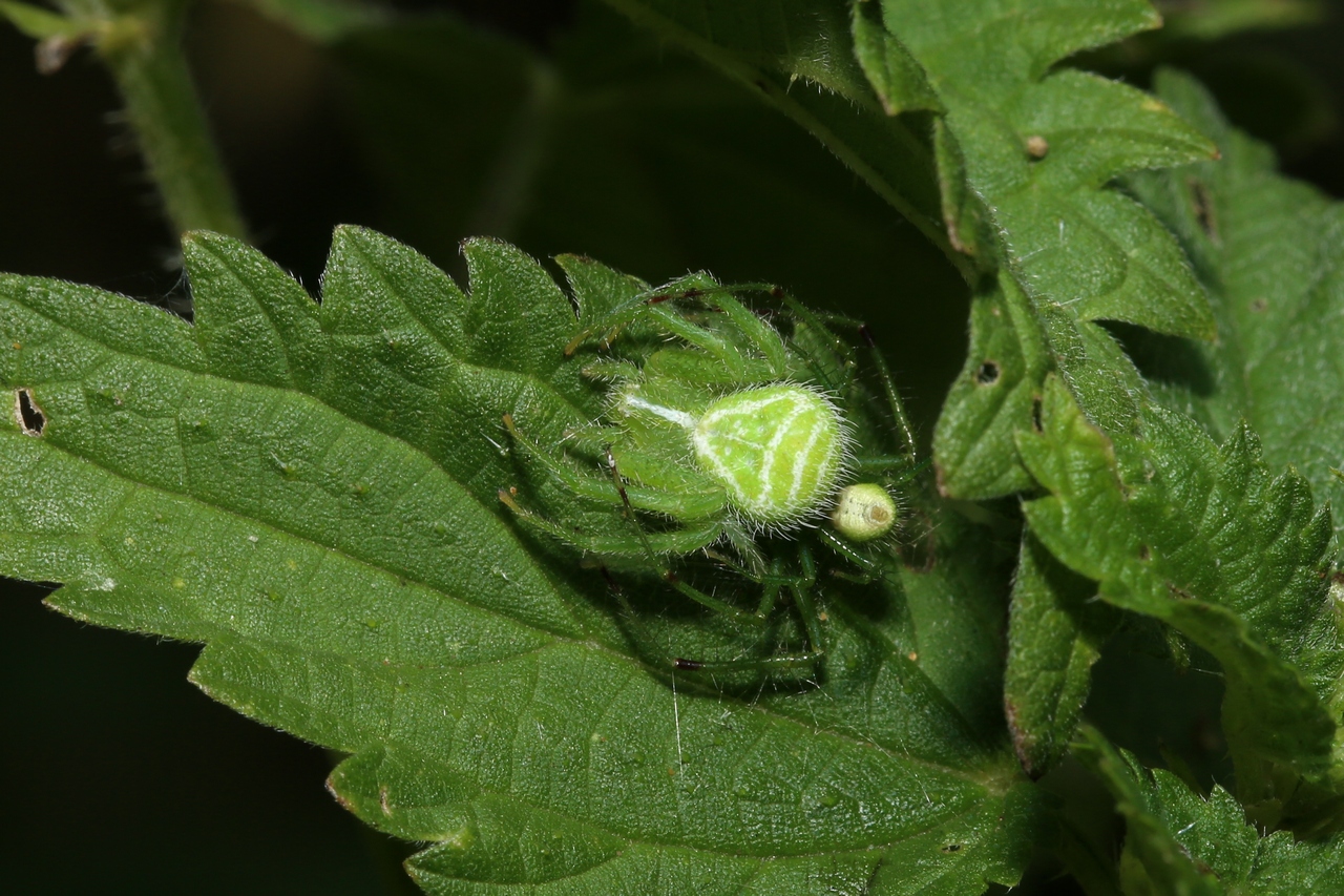 Heriaeus hirtus (Latreille, 1819) - Thomise épineux (accouplement)