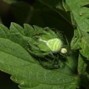 Heriaeus hirtus (Latreille, 1819) - Thomise épineux (accouplement)