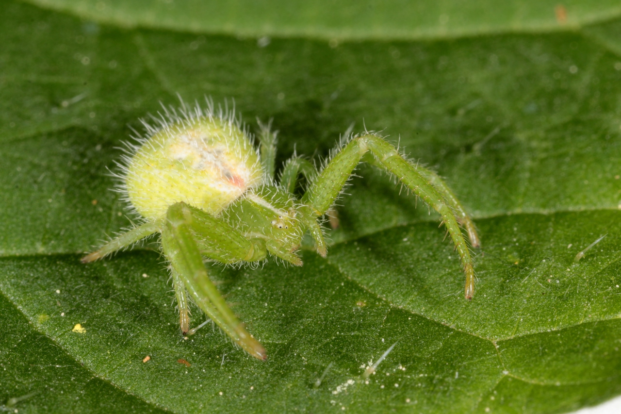 Heriaeus hirtus (Latreille, 1819) - Thomise épineux (femelle)