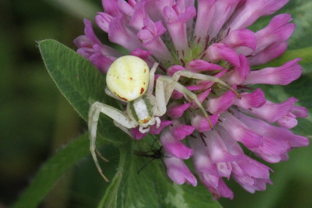 Misumena vatia (Clerck, 1758) - Misumène variable, Thomise variable (femelle)