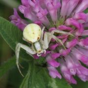 Misumena vatia (Clerck, 1758) - Misumène variable, Thomise variable (femelle)