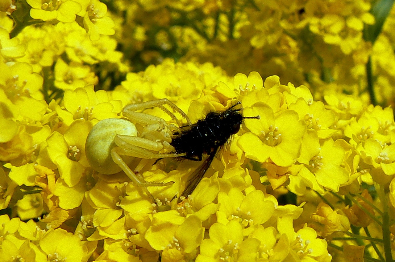 Misumena vatia (Clerck, 1758) - Misumène variable, Thomise variable (femelle)