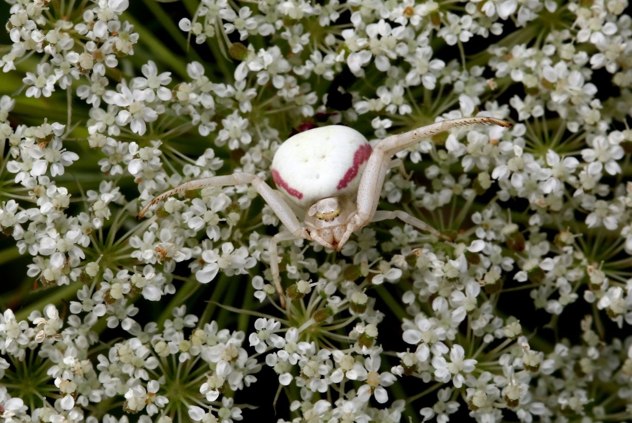 Misumena vatia (Clerck, 1758) - Misumène variable, Thomise variable (femelle)