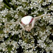 Misumena vatia (Clerck, 1758) - Misumène variable, Thomise variable (femelle)