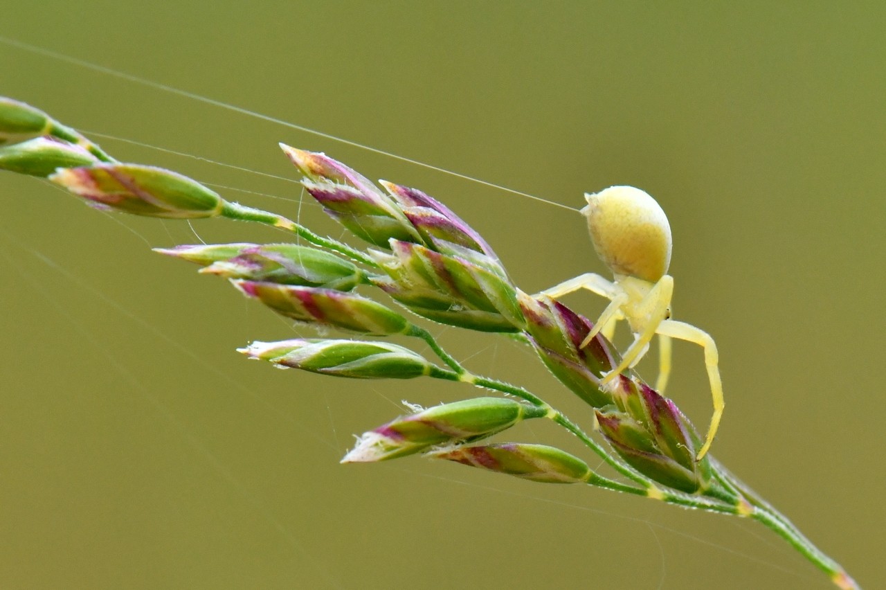 Misumena vatia (Clerck, 1758) - Misumène variable, Thomise variable (femelle)