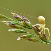 Misumena vatia (Clerck, 1758) - Misumène variable, Thomise variable (femelle)