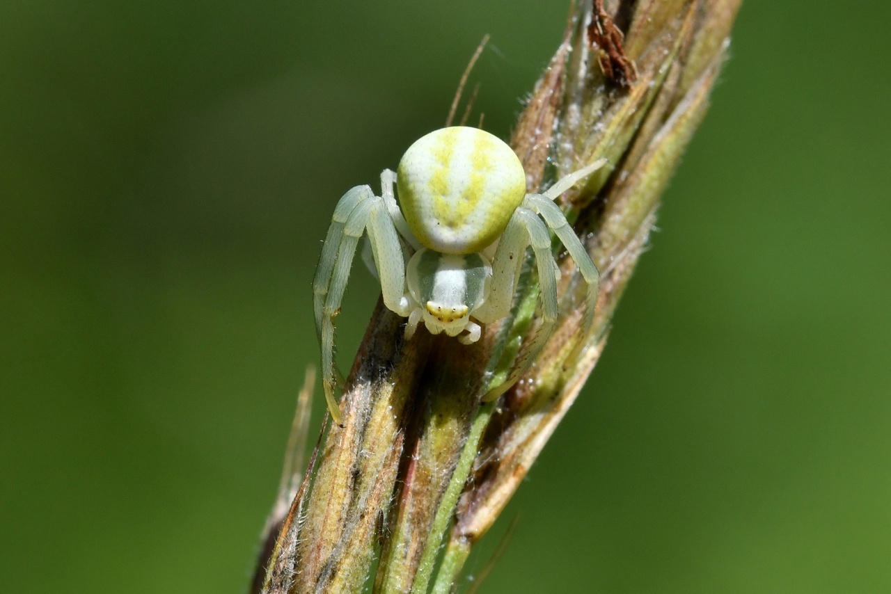 Misumena vatia (Clerck, 1758) - Misumène variable, Thomise variable (femelle)