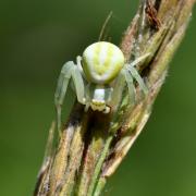 Misumena vatia (Clerck, 1758) - Misumène variable, Thomise variable (femelle)