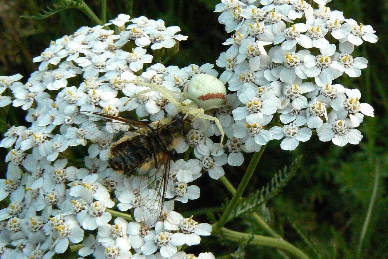 Misumena vatia (Clerck, 1758) - Misumène variable, Thomise variable (femelle)