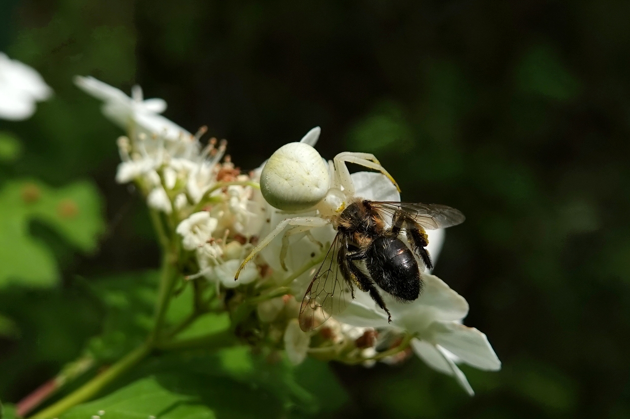 Misumena vatia (Clerck, 1758) - Misumène variable, Thomise variable (femelle)