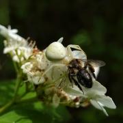 Misumena vatia (Clerck, 1758) - Misumène variable, Thomise variable (femelle)