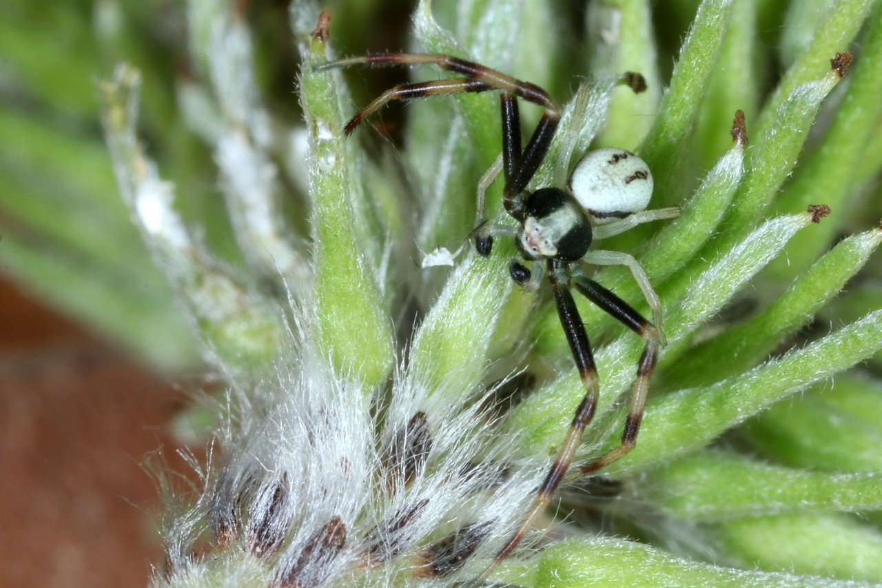 Misumena vatia (Clerck, 1758) - Misumène variable, Thomise variable (mâle)