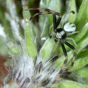 Misumena vatia (Clerck, 1758) - Misumène variable, Thomise variable (mâle)