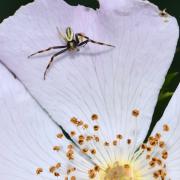 Misumena vatia (Clerck, 1758) - Misumène variable, Thomise variable (mâle)